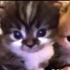 dliraawle_