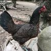 anukgrah.farm015