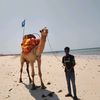 osama_camelride