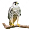 user1741201348802590