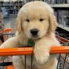 funnypets