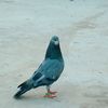 amir.khan72243