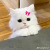 silaaaaaaaaa_woyyy