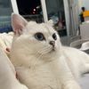 doris_choiling