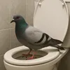 PigeonToilet5642