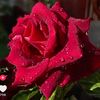 user5886336185166