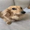 cecilaaazvdogmail