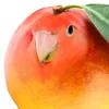 nikolfetfy9