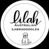 lilah.australiansdoodles