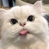 mrtrisfa22