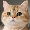 mongsil.meow