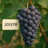 josephgrape