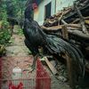 kandang.sorjeruk