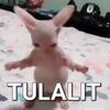 galihalfindoprata