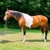 horserescue
