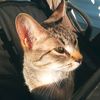 kitty_button