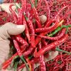 tukang.sayur689