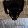 The Black Cat Toothless