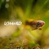lomwild.com