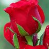 sonima.majhi