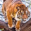 ayisharao.saqib3