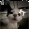 ami.rosa23