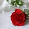 elenailic001p