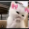 niinaa828
