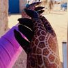 noura.kebe