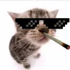 catnikitosmelnyk