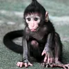 Daily Monkey Activities