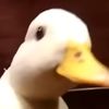 8aduckonquack8