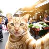 Oyen Oyen