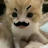 banh_chocopie11