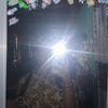 yolandameylisya1