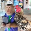 mrmonke.3224