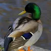 duck.vn20