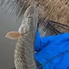 fishinginwitmarsu