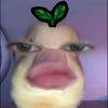 crommbolonii