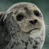 sealswilltakeover