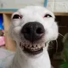 dogdev.67
