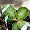 kaholena5
