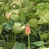 loinguyen0205