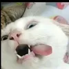 f_freaya