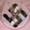 optical.illusioncat