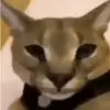 mironwjok2t