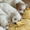 mfosterspups