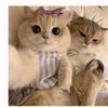 shimaa.khaled637