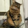 Tobbycat