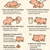 elite_piggy_farms